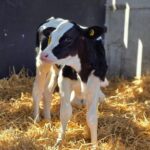 New data gathered from 35 cattle farms located across Great Britain revealed that there are still key gaps in controlling calf scour – despite improvements in colostrum management and hydration practices. 