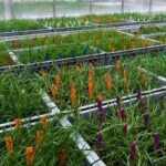 A unique AI-powered farming project aimed at helping cereal crop farmers manage black-grass has been successfully concluded.