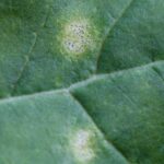 Oilseed rape growers are being urged to watch out for signs of phoma leaf spot and light leaf spot over the next few weeks.
