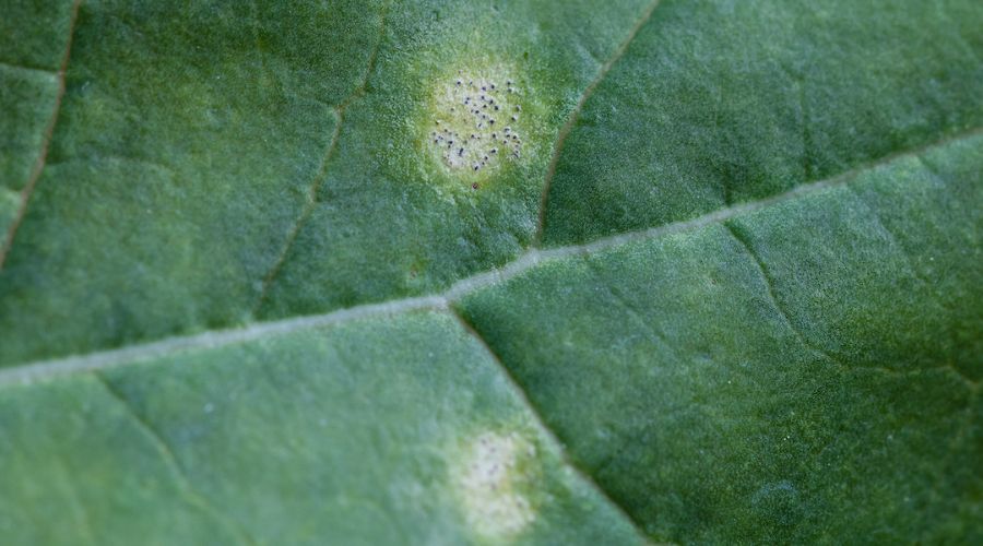 Oilseed rape growers are being urged to watch out for signs of phoma leaf spot and light leaf spot over the next few weeks.