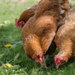 DEFRA confirmed that the prevention zone with mandatory housing measures will be extended to the whole of England.