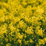 Harvest 2026 is set to see a 30 percent rise in oilseed rape compared with 2025, along with a small increase in wheat, according to AHDB.