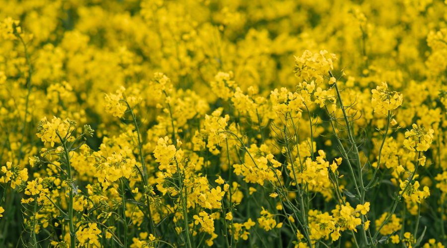 Harvest 2026 is set to see a 30 percent rise in oilseed rape compared with 2025, along with a small increase in wheat, according to AHDB.