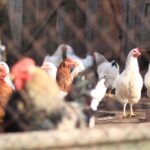 DEFRA confirmed that avian influenza prevention zone with mandatory housing measures will be extended from Thursday, 6th November.