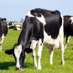 DSM-Firmenich, manufacturer of the methane-reducing feed additive Bovaer, responded to allegations from Danish farmers that the product is linked to the recent cattle illnesses and deaths. 