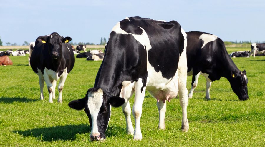 Bovaer manufacturer responds to reports of cattle illnesses and deaths