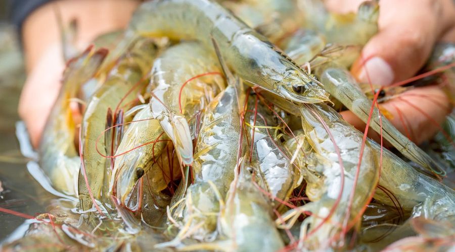 Owner of a UK-based king prawn farm, Eden Valley Prawns, said that the idea could create thriving and sustainable domestic seafood industry.