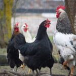 All poultry and captive birds on farms across Northern Ireland must now be kept indoors following the confirmation of new bird flu cases.