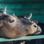 RUMA Agriculture Targets Task Force (TTF) Report has been released, marking the final update in the RUMA Targets Task Force 2 (TTF2) cycle.