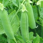 Processors and Growers Research Organisation (PGRO) announced the reveal of the 2026 Descriptive List for peas and beans this month. 