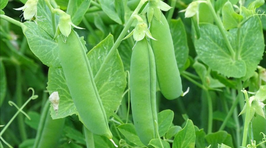 Processors and Growers Research Organisation (PGRO) announced the reveal of the 2026 Descriptive List for peas and beans this month. 
