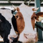 Addington Fund announced relaunch of ‘Give a Little, Make a Lot’ scheme, which invites farmers to make a small donation each time they sell livestock.