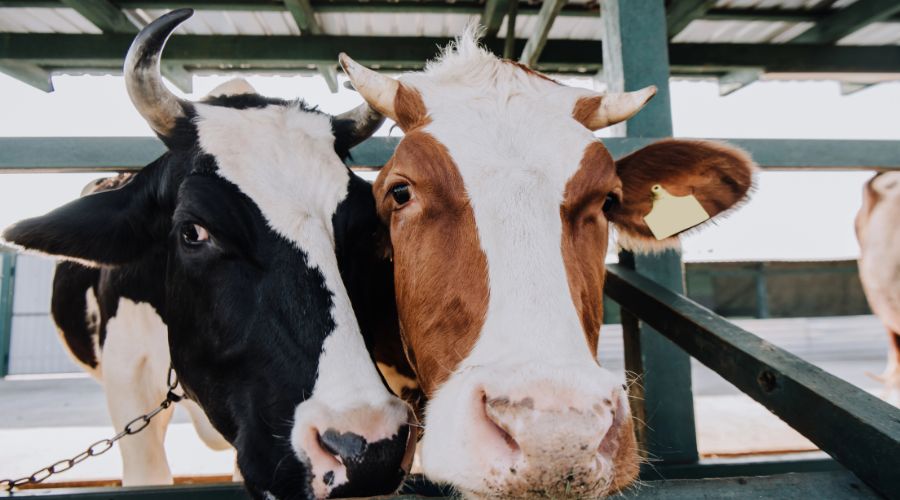 Farmers encouraged to join ‘Give a Little, Make a Lot’ scheme