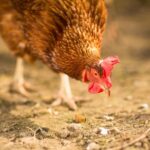 UK government has confirmed that a number of visas allocated for the 2026 Seasonal Worker Scheme (SWS) have now been finalised.