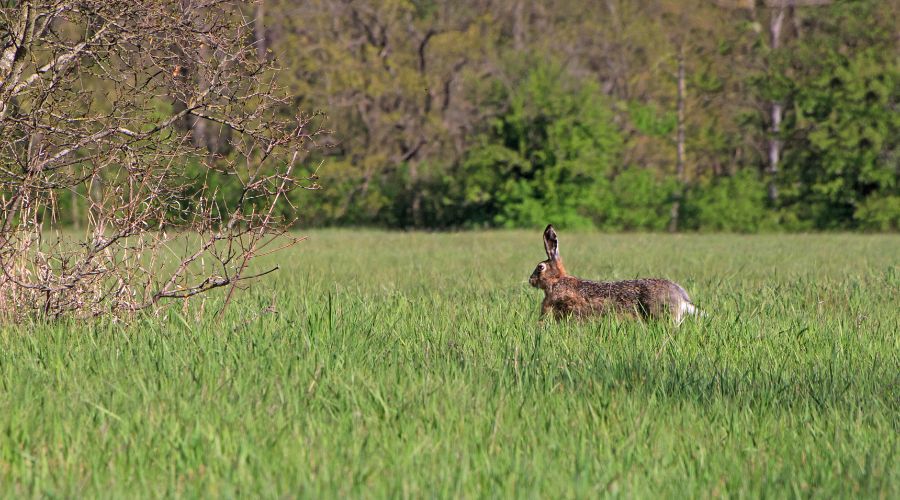 Home Office announced that Police and Crime Commissioner (PCC) positions will be abolished once their current term is up in 2028.