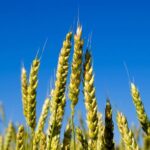 Farmers now have the option to apply Proclus (aclonifen) or Bandur (aclonifen) at 0.4l/ha in winter wheat and winter barley post-emergence up to the 4-leaf stage.