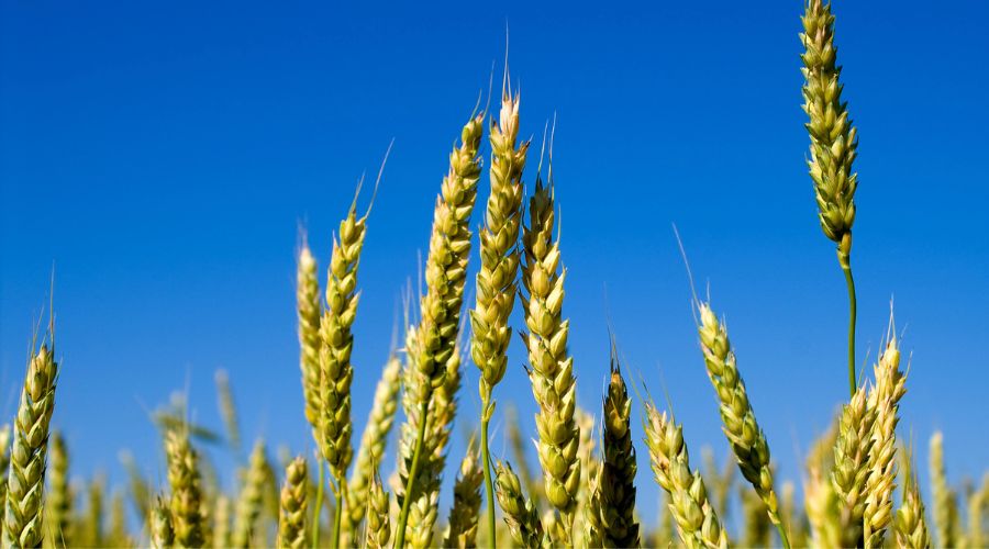 Farmers now have the option to apply Proclus (aclonifen) or Bandur (aclonifen) at 0.4l/ha in winter wheat and winter barley post-emergence up to the 4-leaf stage.