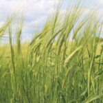 Barley wheat field image