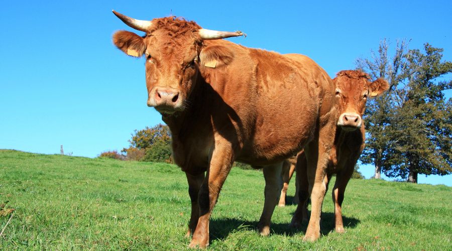 Zoetis UK is calling on cattle farmers to complete a survey on clostridial disease in growing beef cattle. 