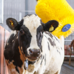 Cow brush image from Dairy data warehouse