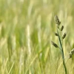 A unique AI-powered farming project aimed at helping cereal crop farmers manage black-grass has been successfully concluded.