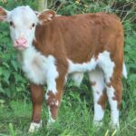 Hereford calve