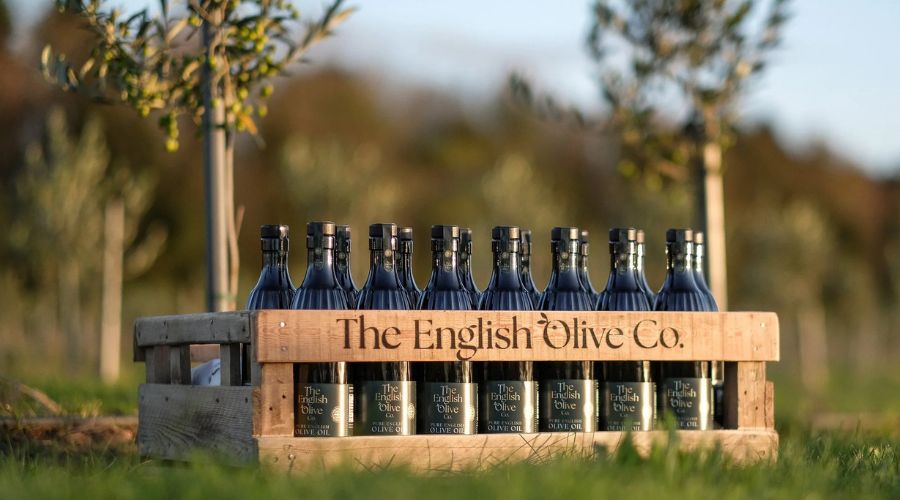 A Lincolnshire farm has completed the first harvest from what is believed to be the most northerly commercial olive grove in the world.  