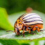 A major potato pest, Colorado beetle, has been eradicated from the UK, the government, DEFRA has confirmed.