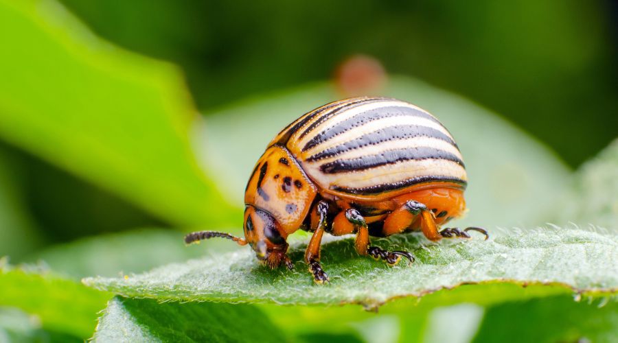 Major potato pest Colorado beetle eradicated from UK