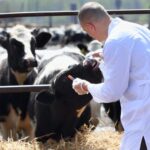 DEFRA confirmed that payments for both the animal health and welfare review and endemic disease follow-up will increase from January 2026.