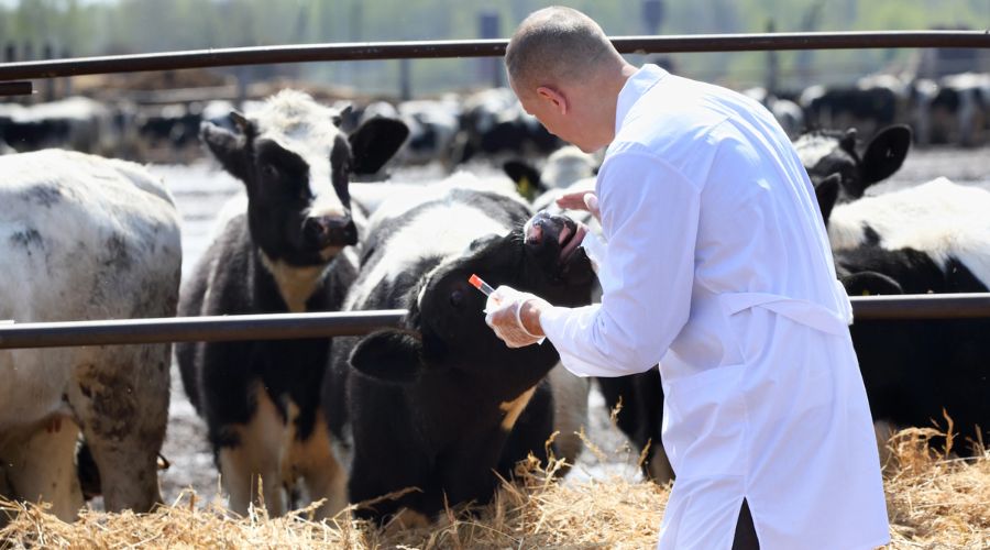 DEFRA confirmed that payments for both the animal health and welfare review and endemic disease follow-up will increase from January 2026.