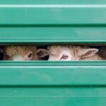 Several loads of lamb that had been held this week at a Border Control Post (BCP) in Calais have now been released for return to the UK.