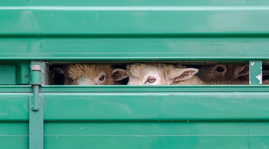 Several loads of lamb that had been held this week at a Border Control Post (BCP) in Calais have now been released for return to the UK.