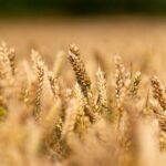 Limagrain Field Seeds UK has added several new varieties to the AHDB Recommended List (RL) 2026/27, expanding its portfolio of crop genetics. 