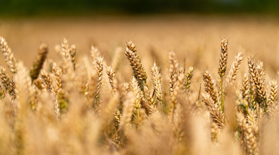 Limagrain Field Seeds UK has added several new varieties to the AHDB Recommended List (RL) 2026/27, expanding its portfolio of crop genetics. 