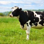 Milk processors Arla and Müller have announced cuts to farmgate milk prices, explaining the reductions as a response to expanding milk supplies.