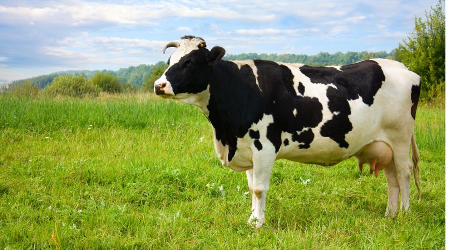 Milk processors Arla and Müller have announced cuts to farmgate milk prices, explaining the reductions as a response to expanding milk supplies.