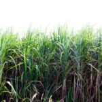 NFU Sugar said that its members are “extremely disappointed” with the government’s decision to expand and extend the Autonomous Tariff Quota for raw cane sugar.  