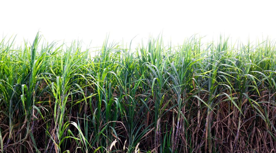NFU Sugar said that its members are “extremely disappointed” with the government’s decision to expand and extend the Autonomous Tariff Quota for raw cane sugar.  
