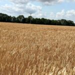 Sparkler, a new Group 4 soft wheat, has joined the 2026/27 Recommended List (RL) as the highest-yielding UK soft feed variety, breeder Elsoms Seeds confirmed.