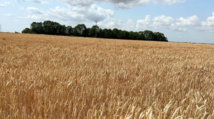Sparkler, a new Group 4 soft wheat, has joined the 2026/27 Recommended List (RL) as the highest-yielding UK soft feed variety, breeder Elsoms Seeds confirmed.