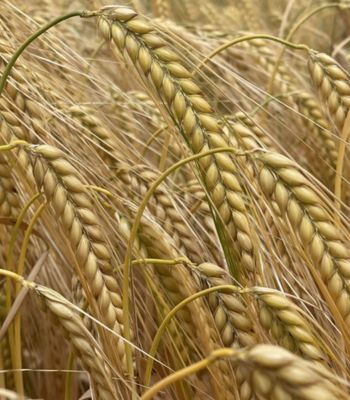 new winter barley Darcie, from breeder Senova