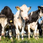 DAERA has confirmed that the bluetongue virus has been detected in two cows on a holding near Bangor in Co. Down, Northern Ireland.