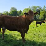 Suckler producers are being urged to review their cow supplementation programmes after widespread trace element deficiencies have been identified in suckled calves.
