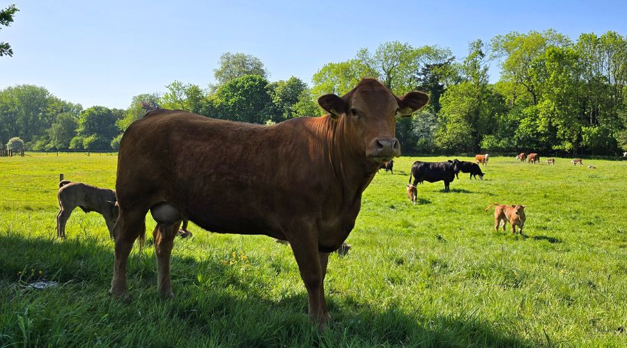 Suckler producers are being urged to review their cow supplementation programmes after widespread trace element deficiencies have been identified in suckled calves.