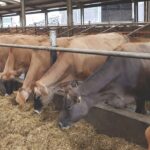 Jersey dairy herd fed on silage and CPD mix.