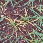 WDV Barley Late Autumn Symptoms