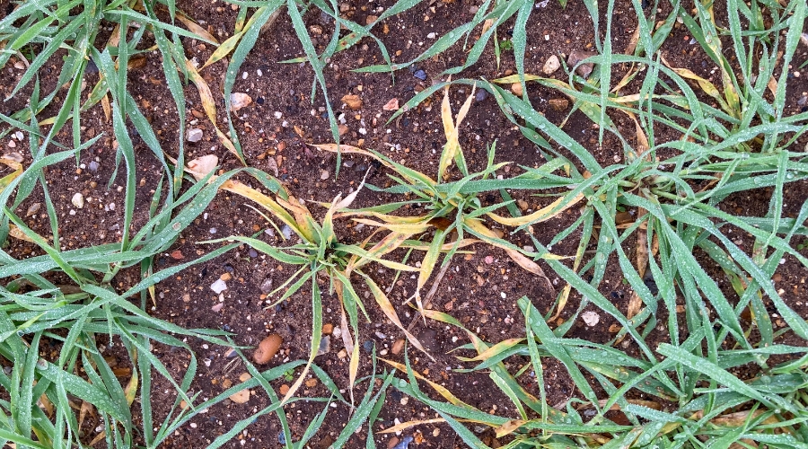 WDV Barley Late Autumn Symptoms