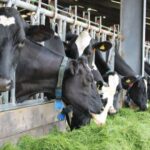 dairy cows eating grass silage