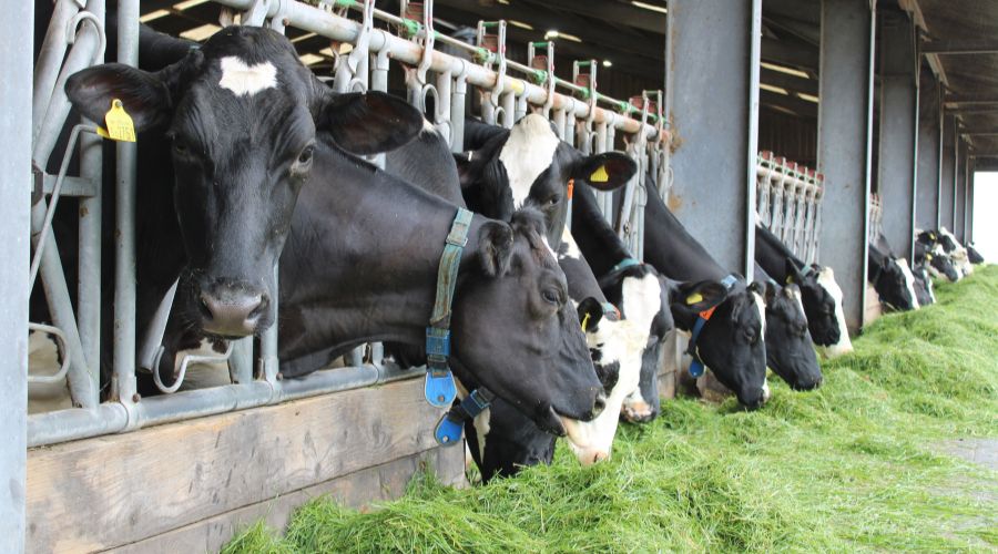 dairy cows eating grass silage
